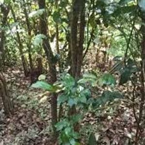 කුරුදු ඉඩමක් විකිණීමට - ඌරගස්මන්හන්දිය - Image 3