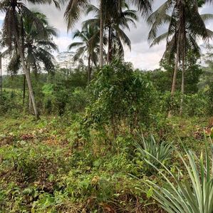 Land for Sale in Pitigala - Image 3
