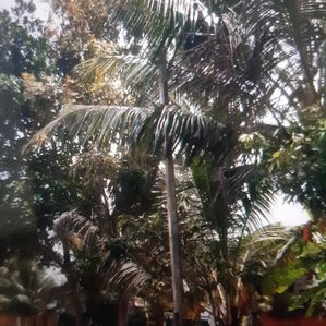 11p Land for Sale Galwaladeniya Rd Mattegoda - Image 3