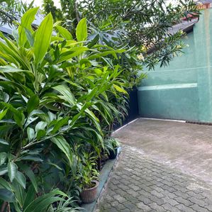 Land with House for Sale Kotahena - Image 2