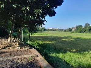 10p Paddy Field Facing Land in Halbarawa, Thalahena