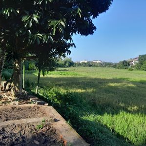 10p Paddy Field Facing Land in Halbarawa, Thalahena - Image 2