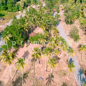 Land in Diwulapitiya - Image 3