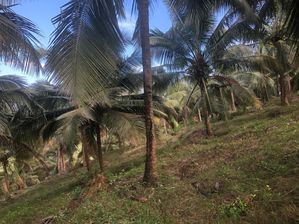 Coconut Land for Sale Kurunegala