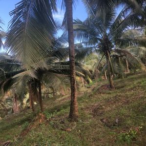 Coconut Land for Sale Kurunegala - Image 2