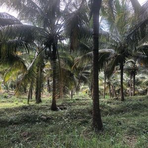 Coconut Land for Sale Kurunegala - Image 3