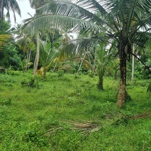 Land for Sale in Gampaha - Image 2