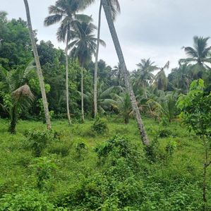 Land for Sale in Gampaha - Image 3
