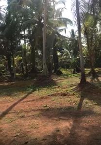 Coconut Land for Sale Beruwala