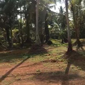 Coconut Land for Sale Beruwala - Image 2