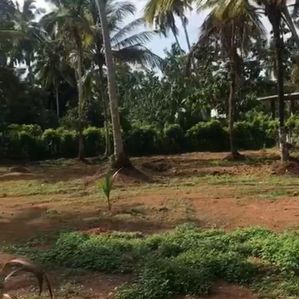 Coconut Land for Sale Beruwala - Image 3