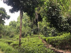 Land For sale in Niwithigala