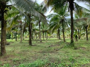 7 Acres Coconut Land for Sale in Weerapokuna, Akurana Puttalam