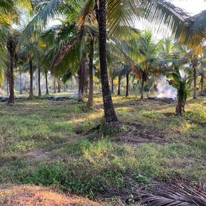 7 Acres Coconut Land for Sale in Weerapokuna, Akurana Puttalam - Image 3