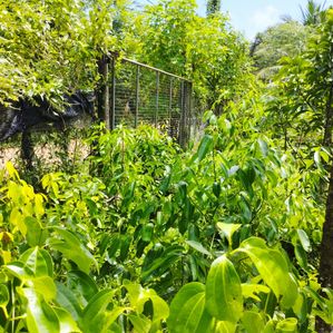 Agricultural/ Residential Land for Sale in Kalutara - Image 2