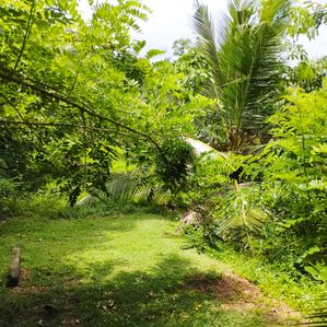 Agricultural/ Residential Land for Sale in Kalutara - Image 3