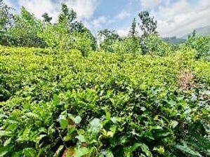 13.1 Acres Land for Sale Riverston