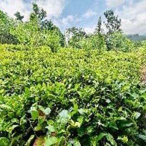 13.1 Acres Land for Sale Riverston - Image 2