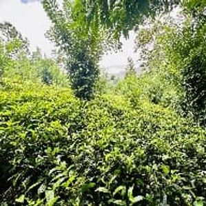 13.1 Acres Land for Sale Riverston - Image 3