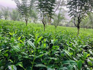 Land for Sale Elpitiya