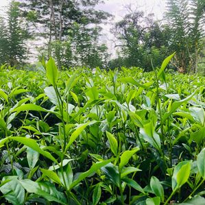 Land for Sale Elpitiya - Image 3