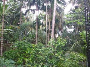 Land for Sale in Boyagoda (Kandy–Kurunegala Road)