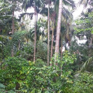 Land for Sale in Boyagoda (Kandy–Kurunegala Road) - Image 2