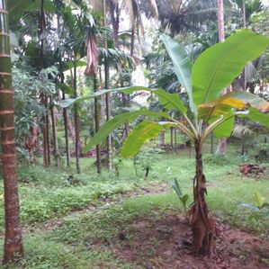 Land for Sale in Boyagoda (Kandy–Kurunegala Road) - Image 3