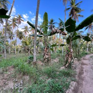 Land for Sale in Maradagahamula - Image 2