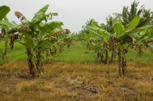 Land for Sale in Embilipitiya