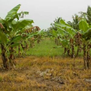 Land for Sale in Embilipitiya - Image 2