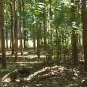 Land for Sale in Embilipitiya - Image 3