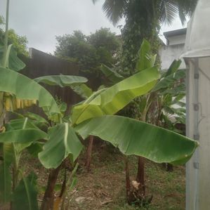 Land for Sale Kiribathgoda - Image 3