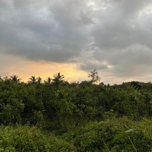 Prime 5-Acre Land for Sale in Bandaragama (EM009LI) - Image 3