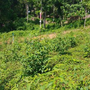 Valuable Lands for sale in Nelumdeniya - Image 3
