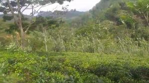 දැරණියගලින් සුන්දර වටිනා අක්කර 08 තේ ඉඩම විකිනීමට ඇත
