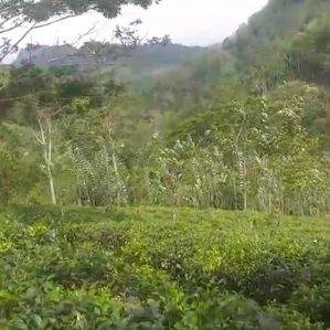 දැරණියගලින් සුන්දර වටිනා අක්කර 08 තේ ඉඩම විකිනීමට ඇත - Image 2