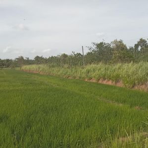 ලග්ගල ඉඩම විකිණීමට - Image 2