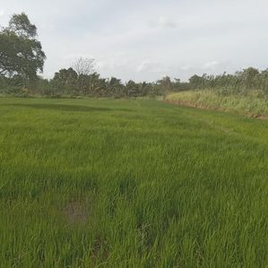 ලග්ගල ඉඩම විකිණීමට - Image 3
