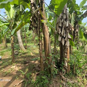 Land for Sale in Alawwa Town - Image 3