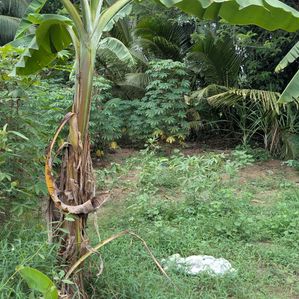 Bare Land for Sale හෝමාගම - Image 3
