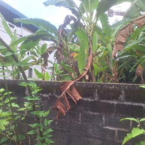 Residential Bare Land Sale Nawala - Image 3