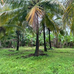 Land for Sale in Melsiripura - Image 3