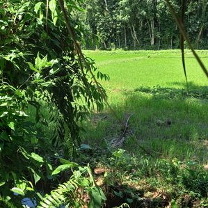 Land for Sale in Radawana, Kirindiwela - Image 3