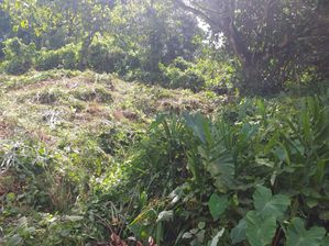 Land for Sale in Ratnapura