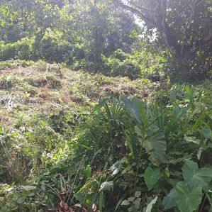 Land for Sale in Ratnapura - Image 2