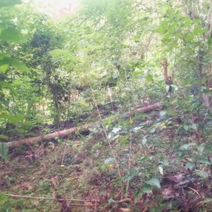පීල්ලකන්ද ස්ටේට් Land for Sale - Image 3