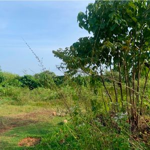 Land for Sale Kaluthara - Image 2