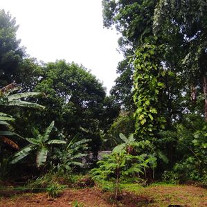 Land for Sale in Hikkaduwa - Image 2