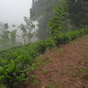 Tea Land for Sale in Dellawa - Image 3